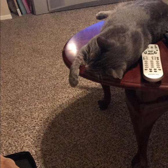 Meet your Posher, Rosie - Picture 6 of 7